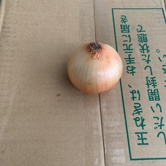北海道玉ねぎ　sサイズ　20kgの画像