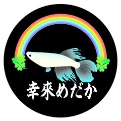 メダカ無人販売 11月3日・4日