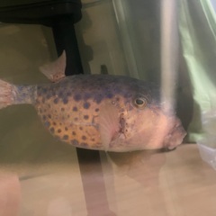 海水魚　熱帯魚　カニ　エビ　海藻