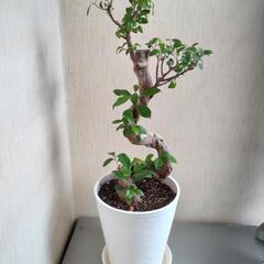 ガジュマル S字曲がり作り 幹太 8号