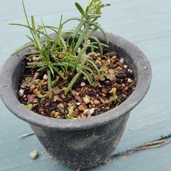ローズマリー　鉢植えの画像