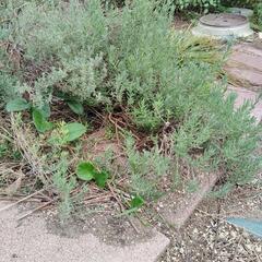 ラベンダー鉢植え　2本の画像