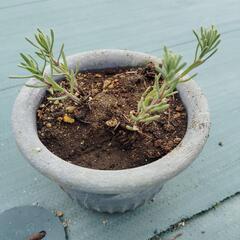 ラベンダー鉢植え　2本の画像