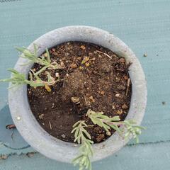 ラベンダー鉢植え　2本の画像