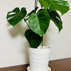 【決定しました】ホワイト7号鉢　モンステラ　高さ75cm　