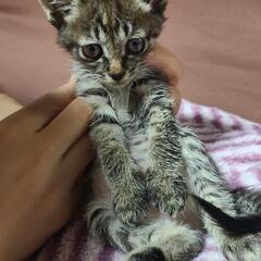 😺赤ちゃんキジ猫😺
