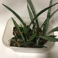 観葉植物　１つ300円　サンセベリア　シルバープリンセス　オリズ...