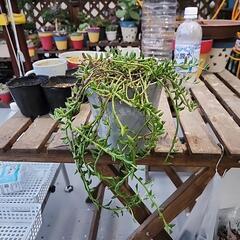 多肉植物　ドルフィンネックレス
