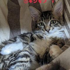 人慣れ抜群子猫4匹🍀2ヶ月半