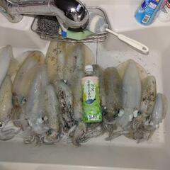 釣り仲間募集