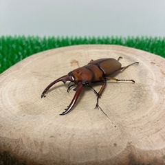 【成虫ペア】アスタコイデスノコギリクワガタ　ペア　♂50mmオーバー