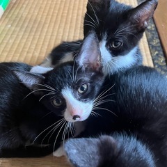 保護猫6ヶ月ハチワレ