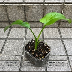 カラー　その2