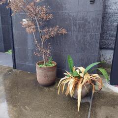 観葉植物(枯れています)　大型植木鉢　