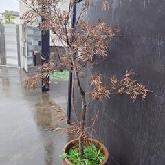観葉植物(枯れています)　大型植木鉢　の画像
