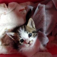 ちびっこ猫里親募集！お話中です、募集一次中止します。