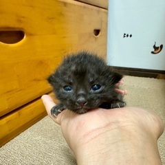 【赤ちゃん】多頭飼育レスキュー可愛い女の子