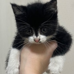 【お話し中】生後1ヶ月ぐらい