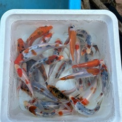 錦鯉　ニシキゴイ　こい　金魚　１０匹