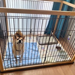 犬用組み立てゲージ