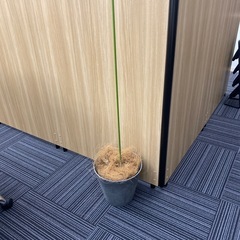 植木鉢の画像