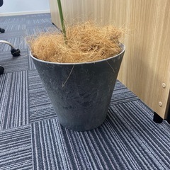 植木鉢の画像