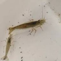 10匹　
ヤマトヌマエビ、ミナミヌマエビ