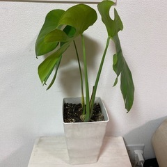 観葉植物　モンステラ