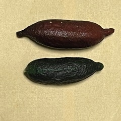 千葉県で家庭菜園やガーデニングをされている方、LINEグループで...
