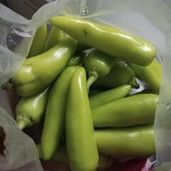 辛いピーマン