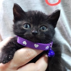 甘えん坊なクロネコくん 1ヶ月