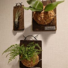 着生植物 板付け3点セット(ビカクシダ、ダバリア、エアプランツ)