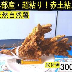 　黒部産・超粘り！赤土粘土の典型的天然自然薯 300g  