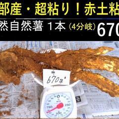 黒部産・超粘り！赤土粘土の典型的天然自然薯1本(4分岐) 670g
