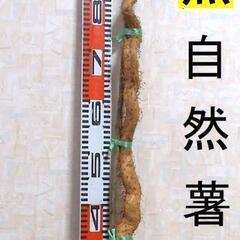 黒部産・超粘り！赤土粘土の典型的天然自然薯109cm1本(添木・...