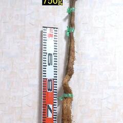 黒部産・超粘り！赤土粘土の典型的天然自然薯109cm1本(添木・泥付) 750g 　の画像