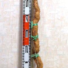黒部産・超粘り！赤土粘土の典型的天然自然薯109cm1本(添木・泥付) 750g 　の画像