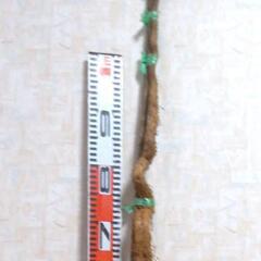 黒部産・超粘り！赤土粘土の典型的天然自然薯109cm1本(添木・泥付) 750g 　の画像