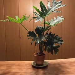売約済み　フィロデンドロン・セローム・ホープ　売約済　　　　オシ...