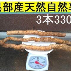 黒部産・超粘り！赤土粘土の典型的天然自然薯 3本330g