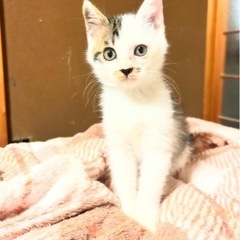 ごろスリ可愛いぎじしろ3ヶ月里親さん決まりました