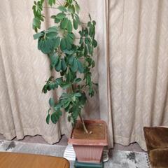 植物ホンコンカポック