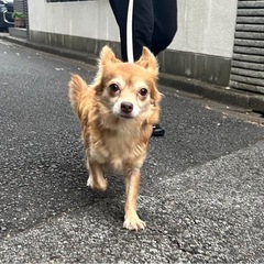 【飼い主様決まりました】優しいチワワの女の子☀️✨