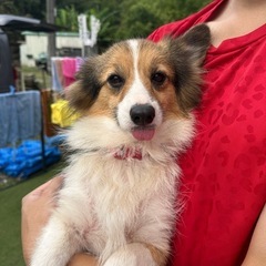 【飼い主様決まりました】人が大好きなコーギーの女の子🐾