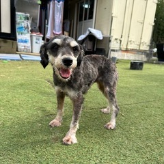 【飼い主様決まりました】甘えん坊さんなMシュナウザーの女の子🐾🩶