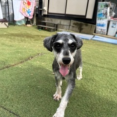 【飼い主様決まりました】甘えん坊さんなMシュナウザーの女の子🫶🏻