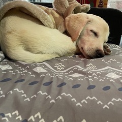 2歳ラブラドール男の子🐶