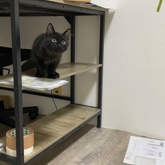 猫探しています