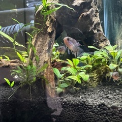 3月末投稿を終了！熱帯魚　ナンナカラ　アノマラ　（ペア）