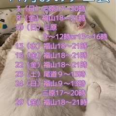 11月おのテニ会（尾道ソフトテニスの会）2024 - 尾道市